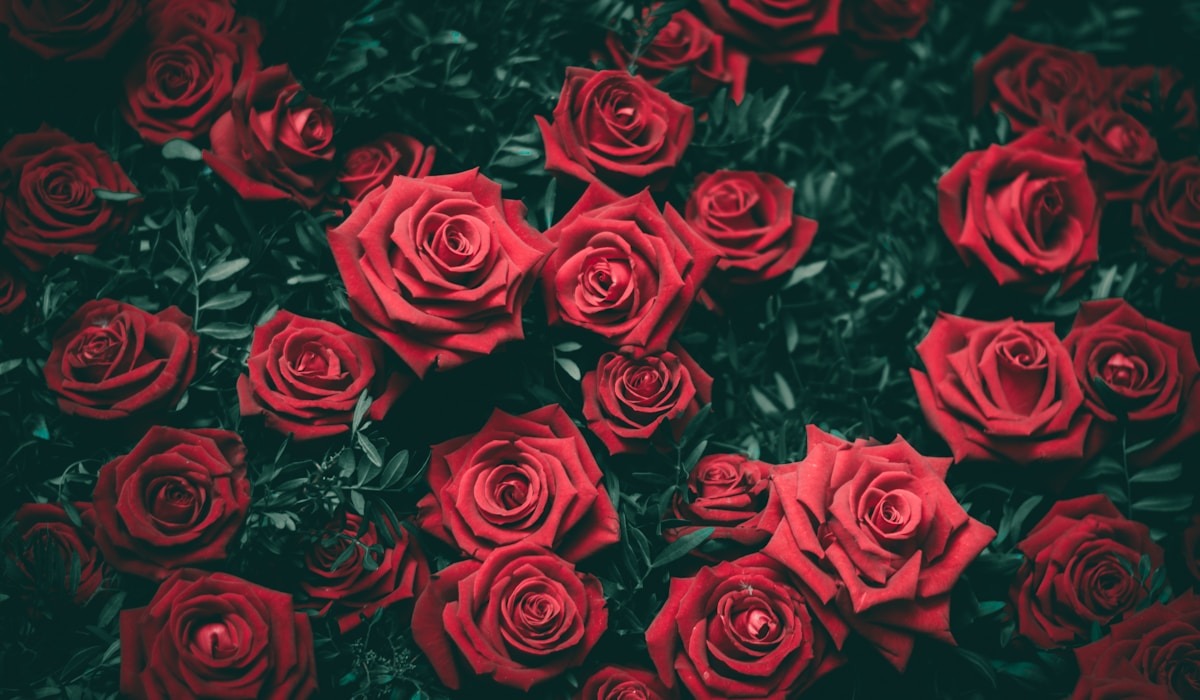 imageye___-_imgi_2_photo-1494972308805-463bc619d34e